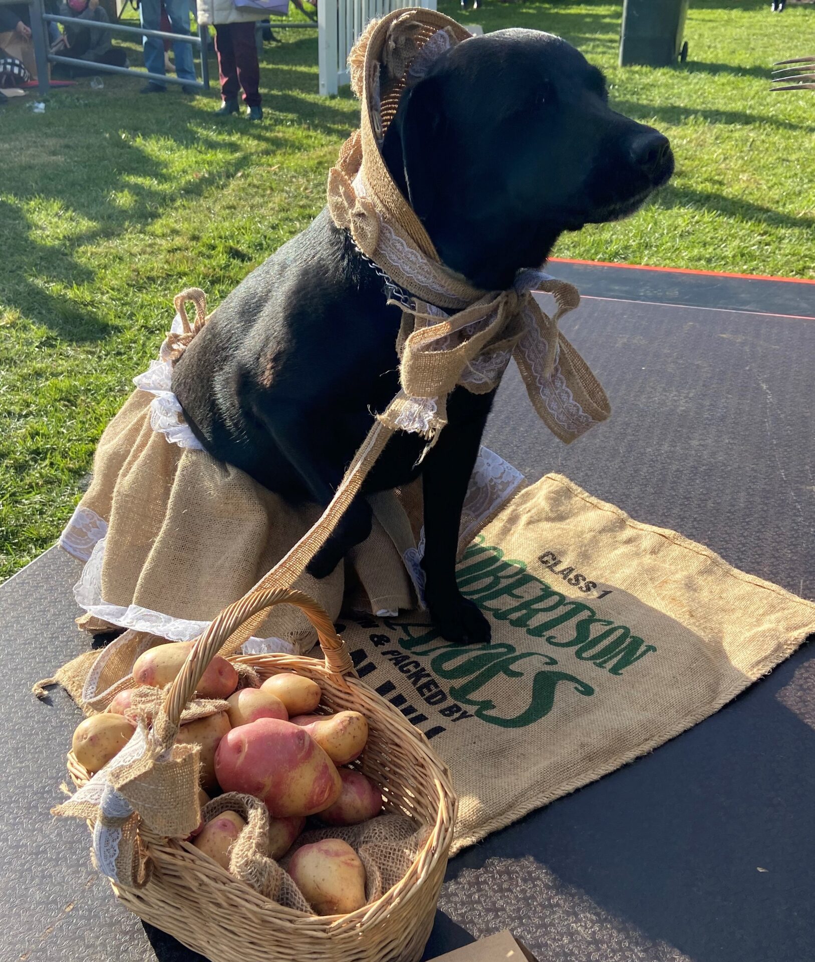 Robertson Potato Festival